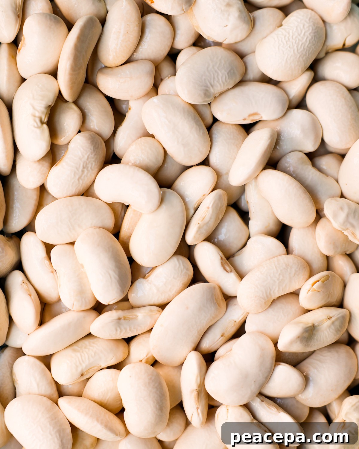 close up of raw corona beans