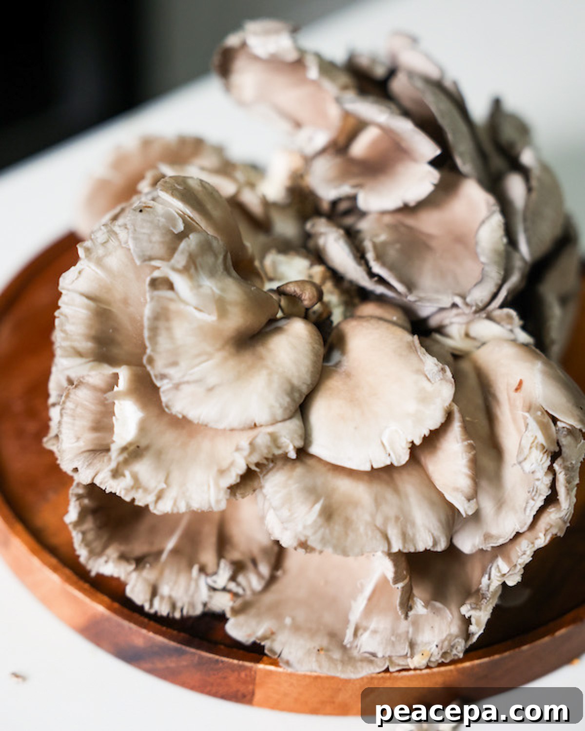 large raw oyster mushroom on a platter