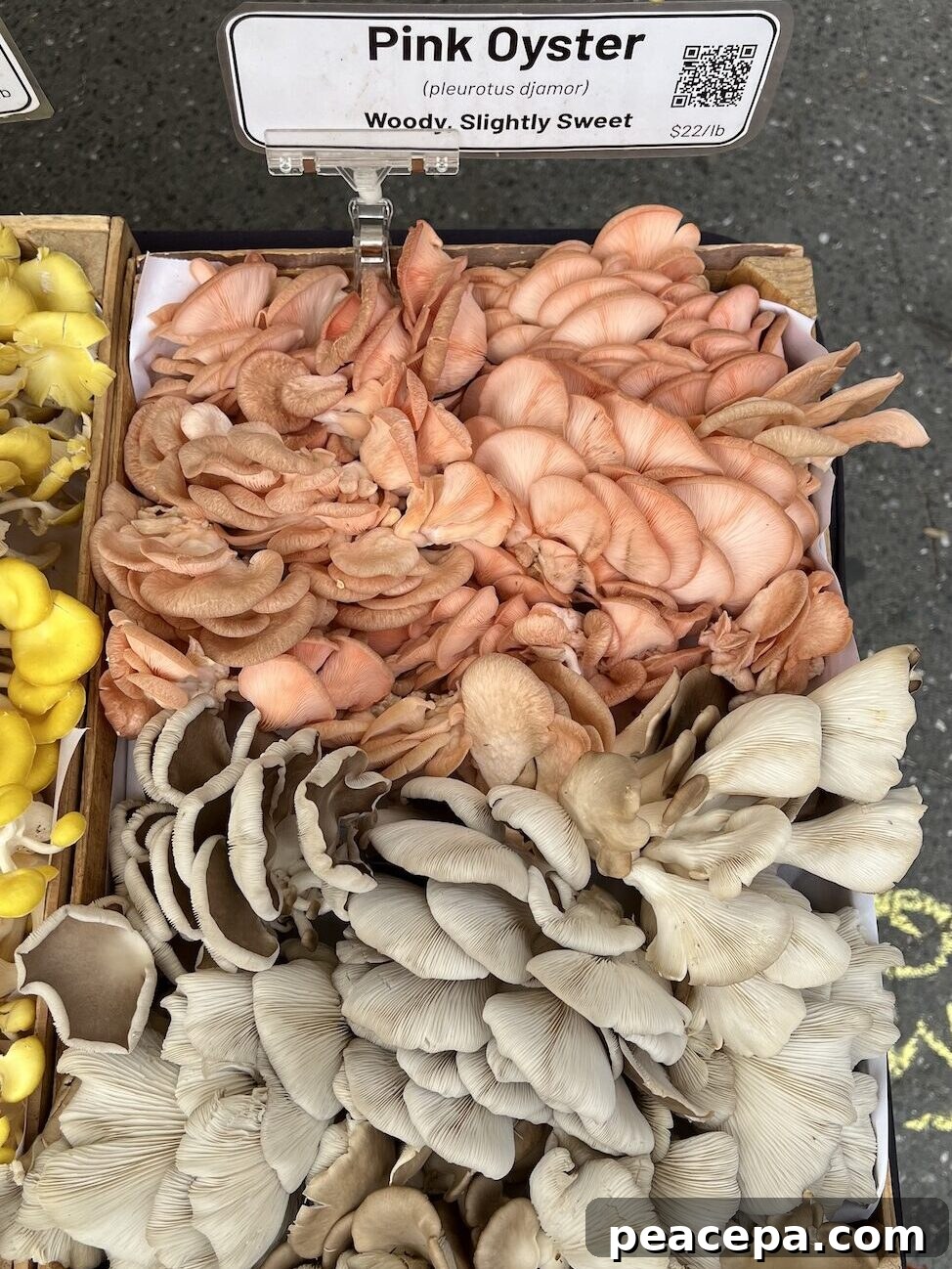 grey and pink oyster mushrooms at a farmers market