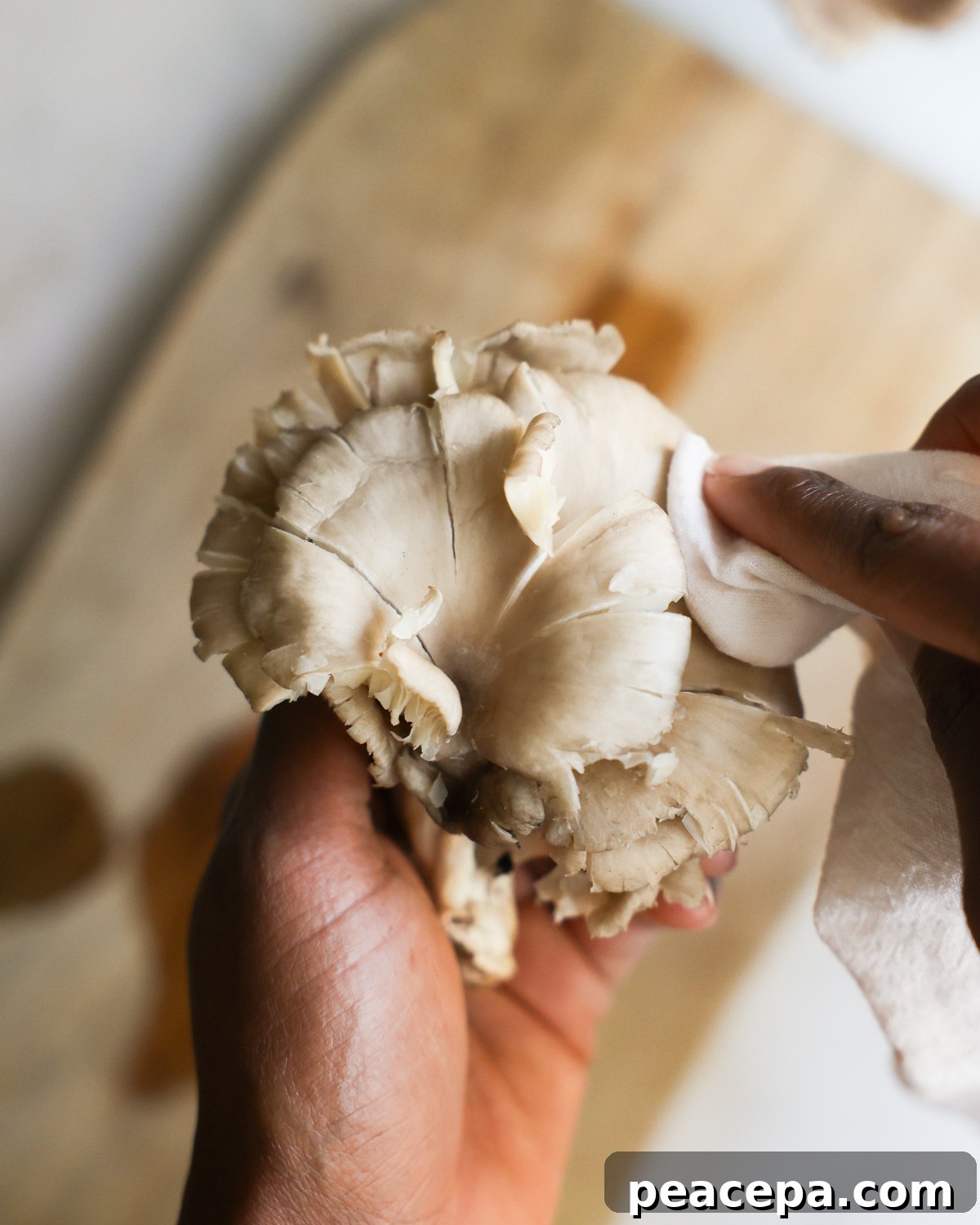 cleaning an oyster mushroom with a clean towel