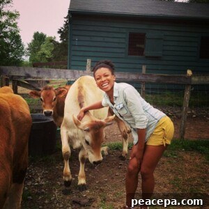 Calves at sanctuary