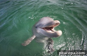 Dolphin smile