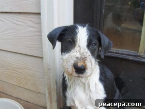 Puppy Peaches