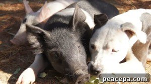 Animal Place Sanctuary