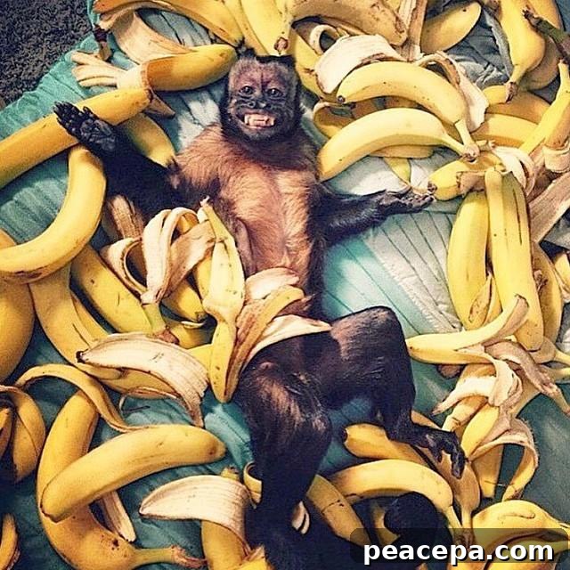 MonkeyisBananas