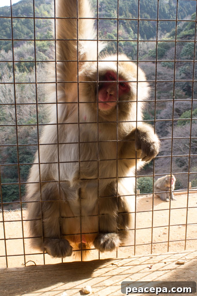 Macaque Monkey Kyoto