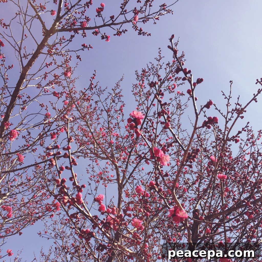 Spring Flower blooms