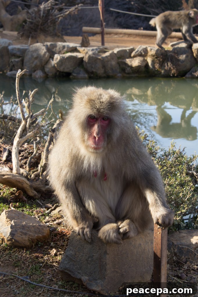 Macaque Monkey Kyoto