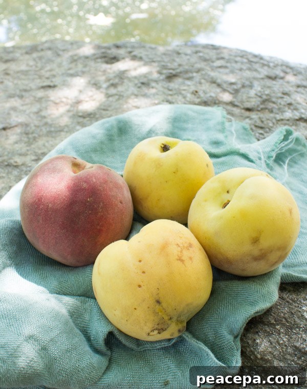Monticello English Peach and Indian Blood Peach