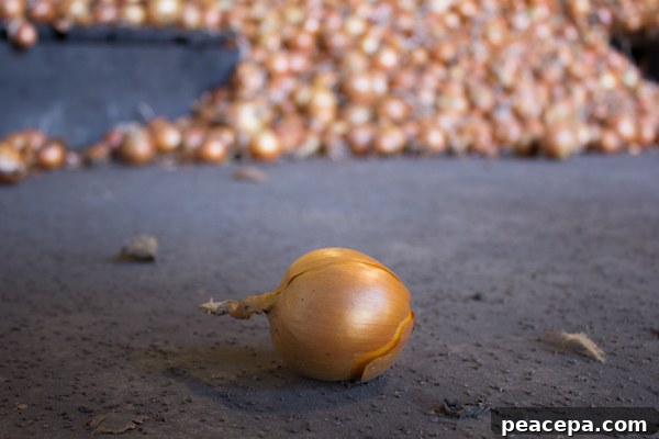 Yellow Onion pile Minkus Family Farms