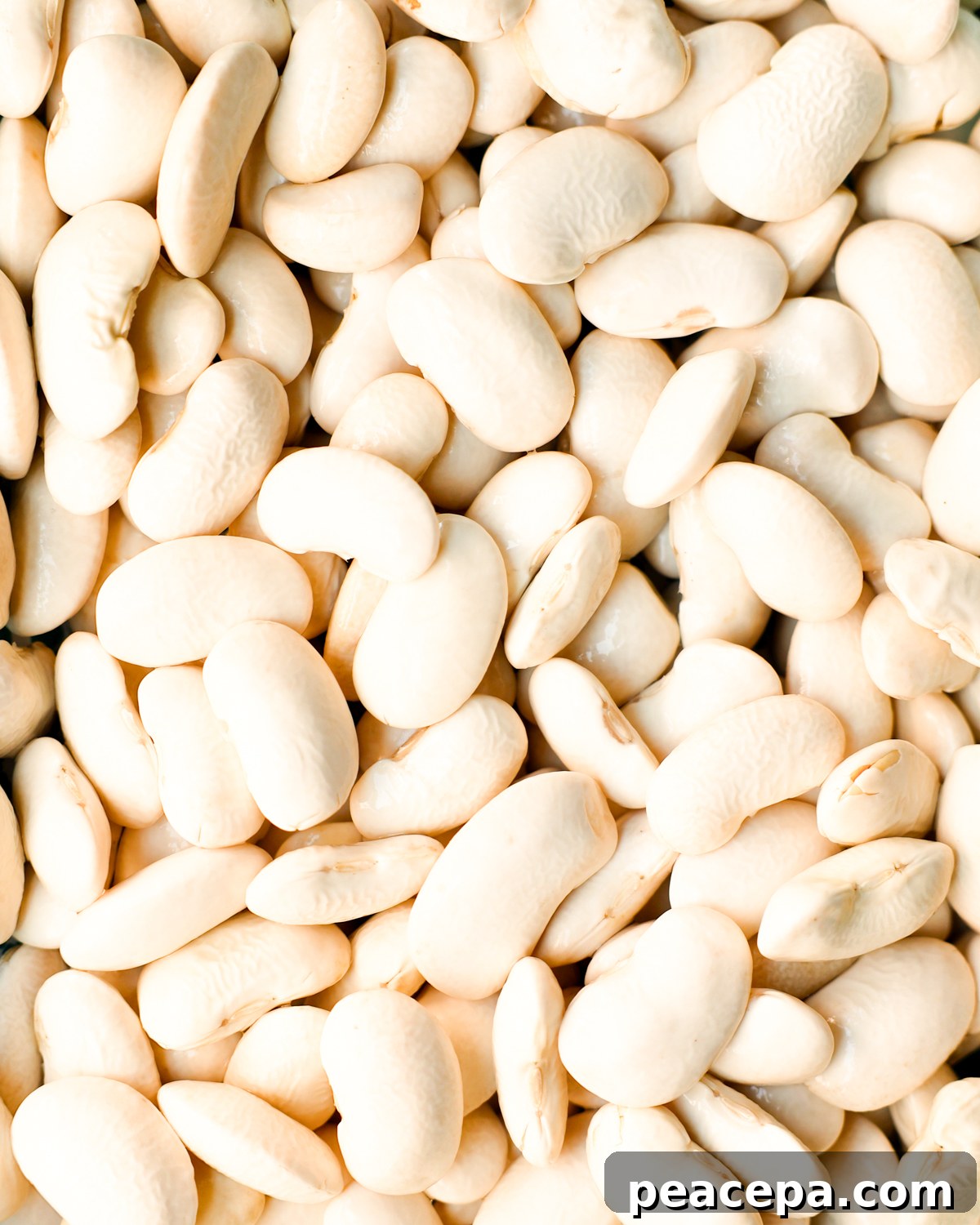 close up of corona beans